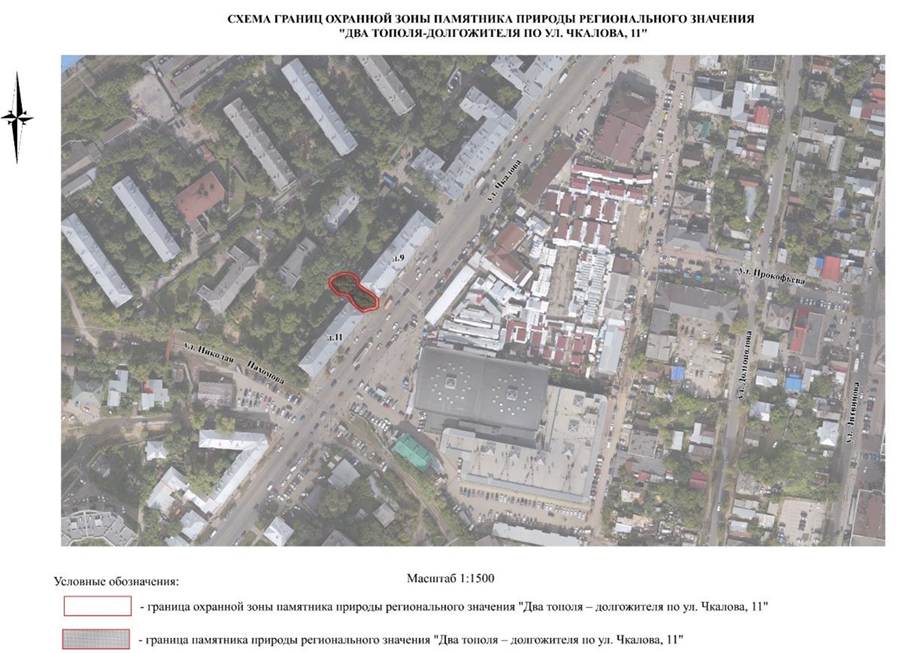 Указ Губернатора Нижегородской области от 13.01.2026 N 4 "Об установлении охранной зоны памятника природы регионального значения "Два тополя - долгожителя по ул. Чкалова, 11". Рис. 1